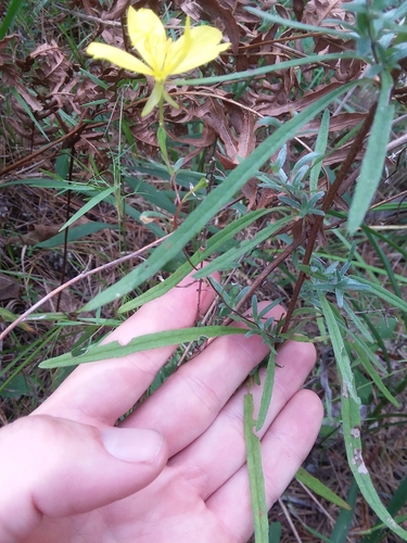 Oenothera fruticosa