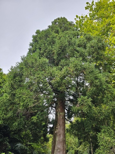 Sugi (Cryptomeria japonica)