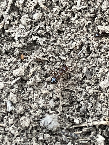 Red imported fire ant