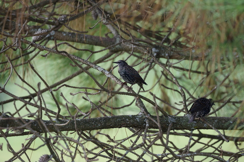 Azores Starling