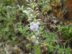 Veronica pinnata