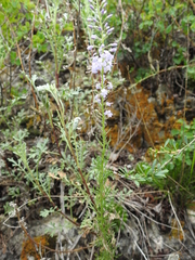 Veronica pinnata