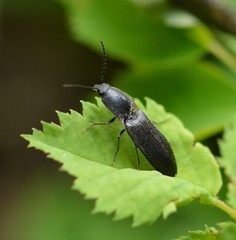 Acteniceromorphus umbricolus