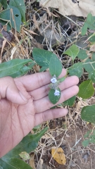 Strobilanthes crossandra