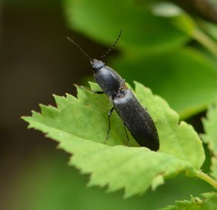 Acteniceromorphus umbricolus