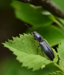 Acteniceromorphus umbricolus