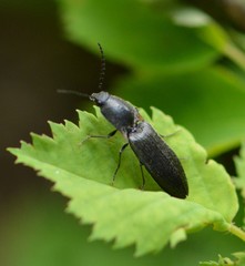 Acteniceromorphus umbricolus
