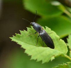 Acteniceromorphus umbricolus