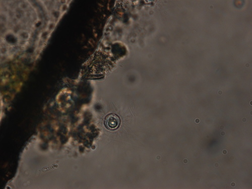 Order Thraustochytriales · iNaturalist