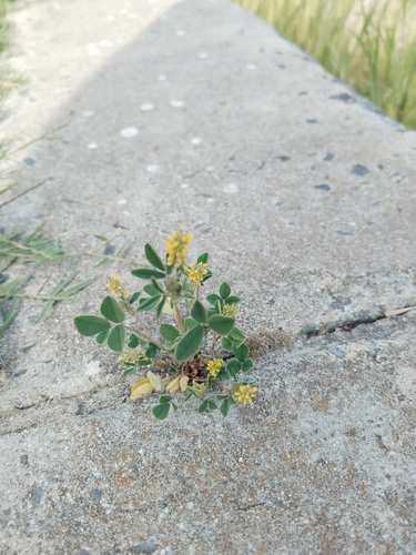 Melilotus indicus iNat (1)