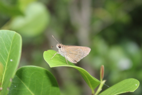 Neamathla Skipper (Nastra fusca) · iNaturalist