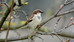Italian Sparrow photo 4