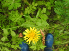 Crepis lyrata