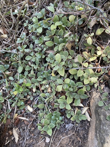 Lebombo Mat Sheepfig (Delosperma lebomboense)
