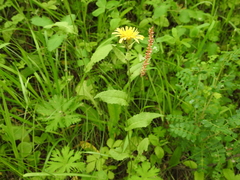 Crepis lyrata