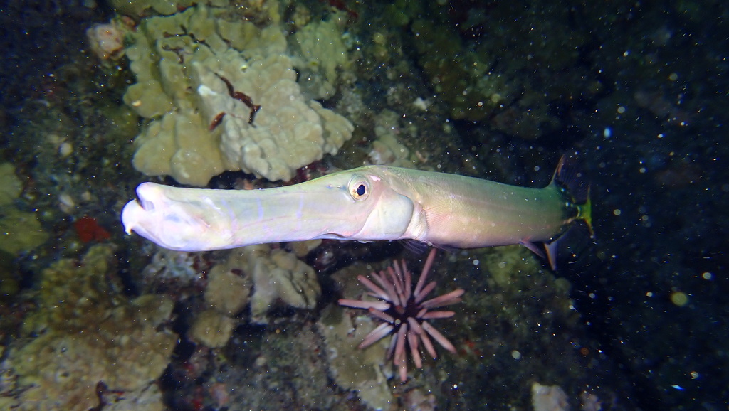 Chinese trumpetfish