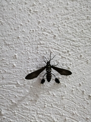 Horama plumipes