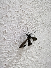 Horama plumipes