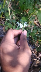 Leucas decemdentata