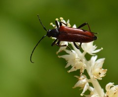 Alosterna rubida