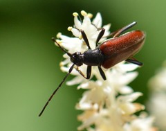 Alosterna rubida
