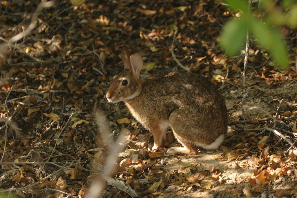 Tres Marias Cottontail