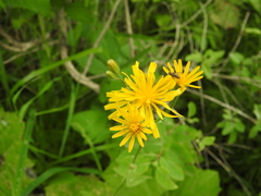 Crepis lyrata