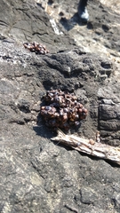 Paradoxurus musangus