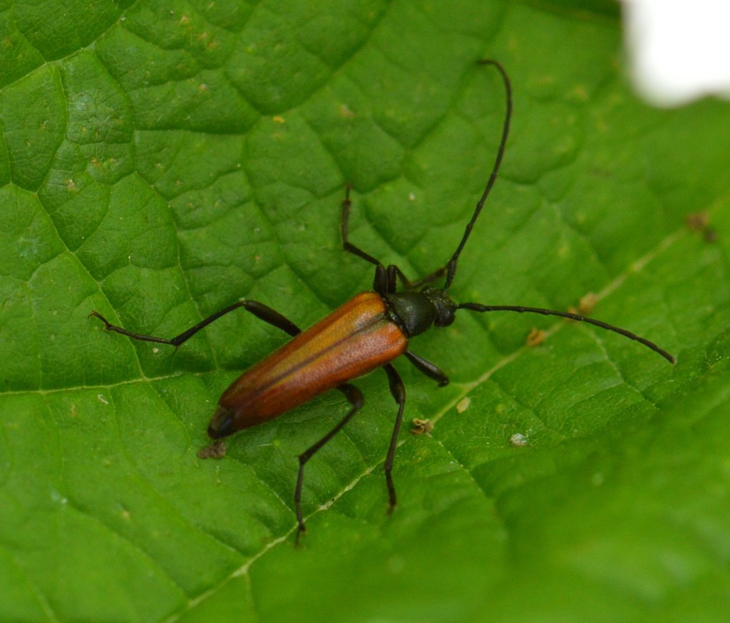 Neoalosterna rubida