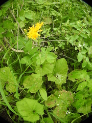 Crepis lyrata