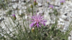 Psephellus ruprechtii