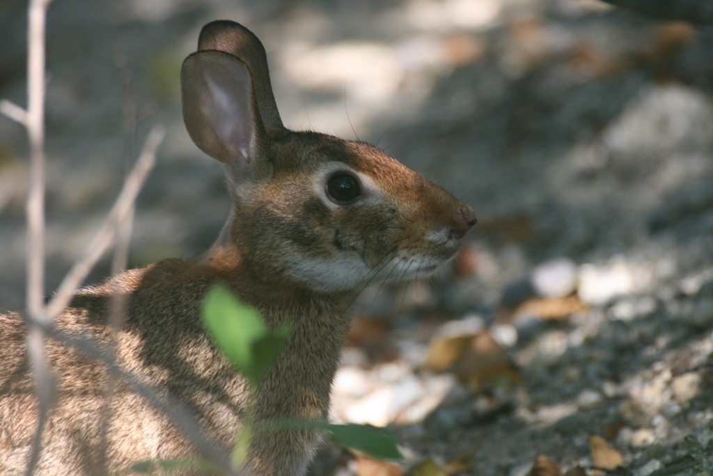 Tres Marias Cottontail