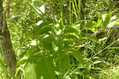Celastrus scandens
