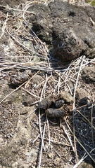 Paradoxurus musangus