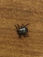 Dermacentor andersoni