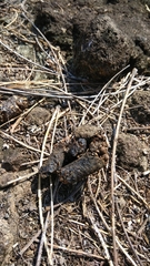 Paradoxurus musangus