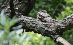 Caprimulgus jotaka