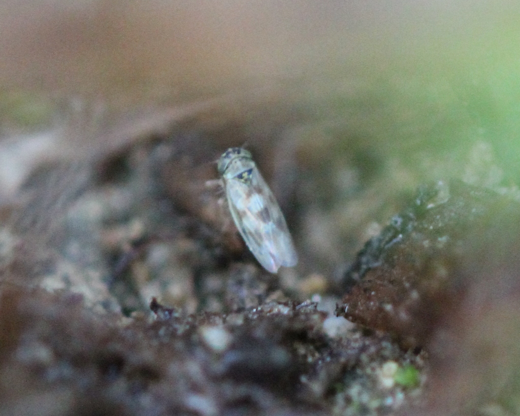 Macrosteles slossoni