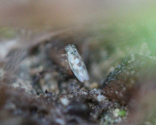 Macrosteles slossoni