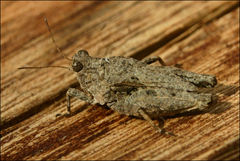 Paratettix argillaceus