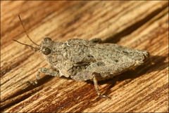 Paratettix argillaceus