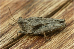 Paratettix argillaceus