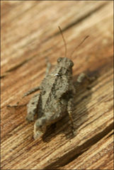 Paratettix argillaceus