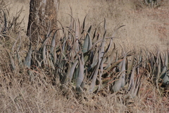 Aloe globuligemma