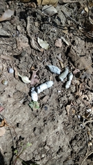 Prionailurus javanensis javanensis