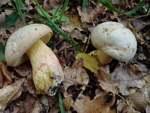 Butyriboletus fechtneri — (c) Kristian Bosak, some rights reserved (CC BY)