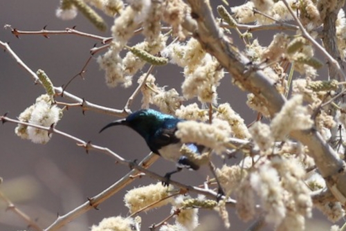White-bellied Sunbird