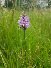 Dactylorhiza fuchsii