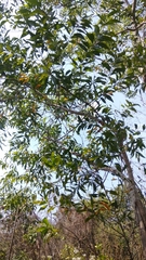 Acacia auriculiformis