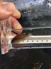 Lepomis peltastes